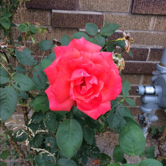 Meet your Posher, Adrienne - Picture 1 of 1